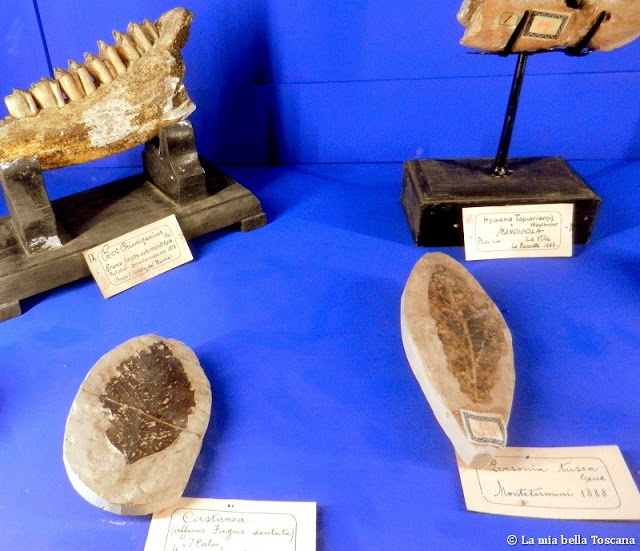 Fossili di Toscana