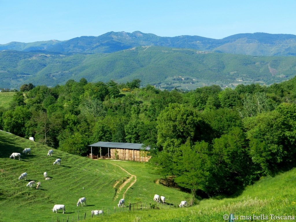 Paesaggio Valdarno
