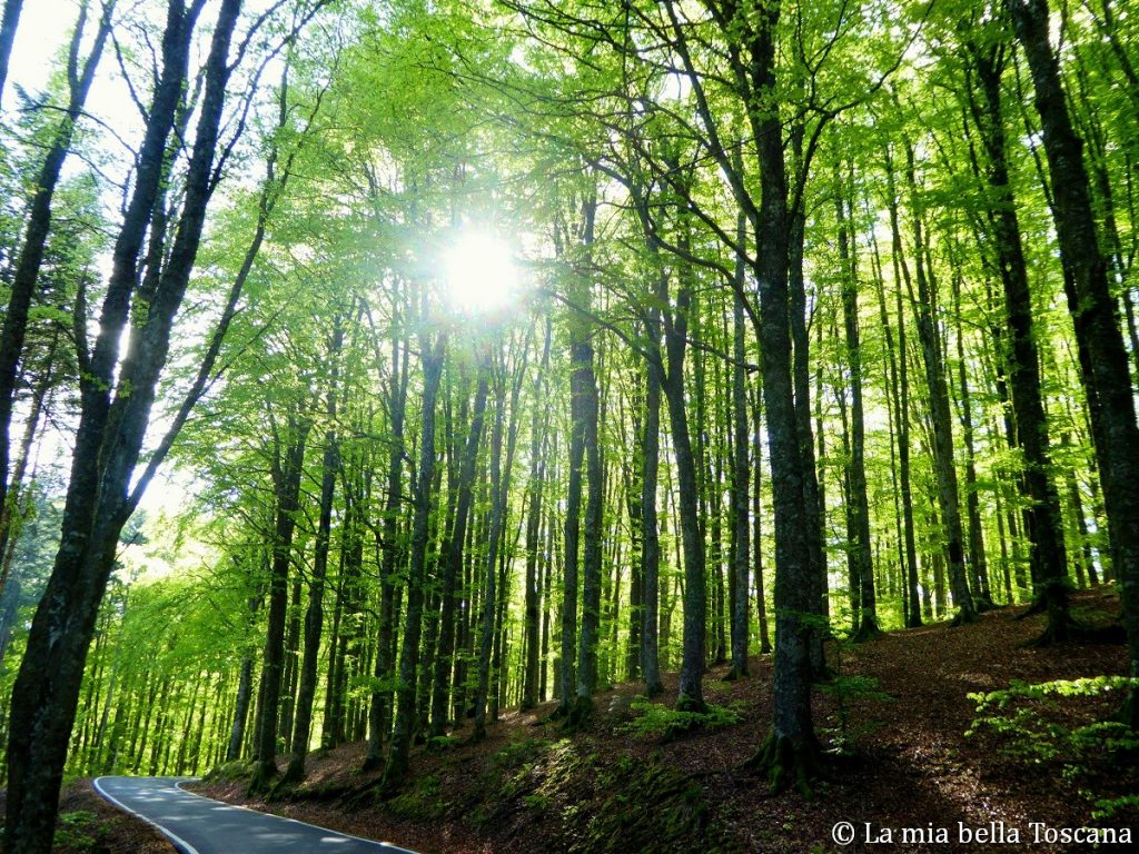 Foresta di faggi