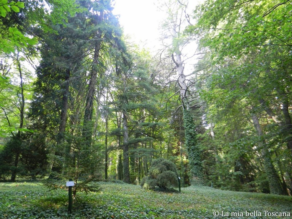 Vallombrosa