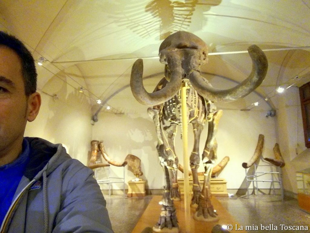 Museo Paleontologico Firenze