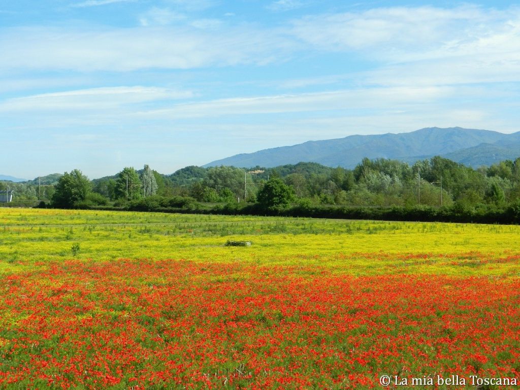 Primavera nel Valdarno
